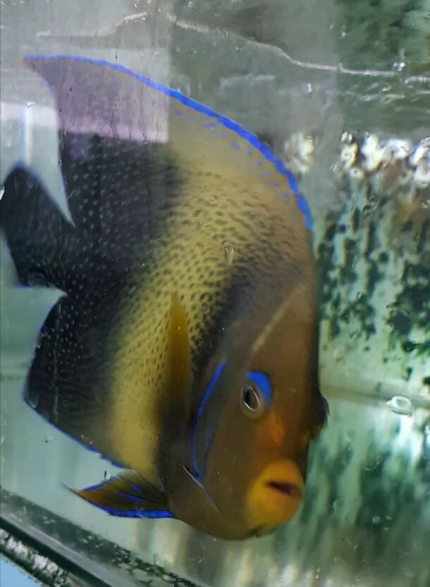 High Quality Varies Colours Live Marine Aquarium Fish For Home Decoration And Hobby