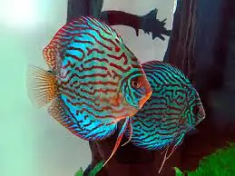 Fish - Best Selling Wholesale Discus Aquarium Fish - Live Discus Fish Various Types and Colors