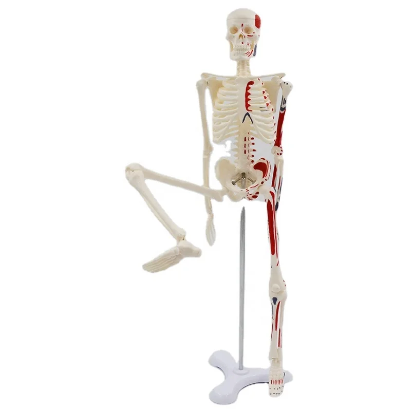 45cm Human Skeleton Model with Muscles Anatomy Model Medical Science Spine and Skeleton