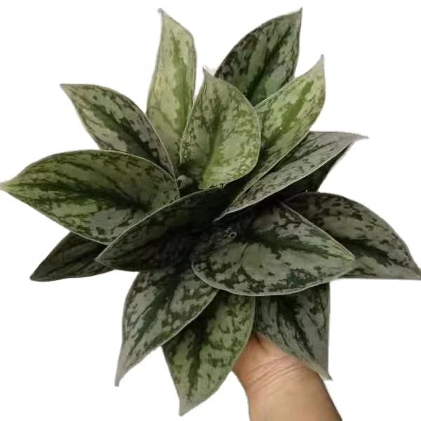 
Wholesale high quality Scindapsus pictus Exotica Silver ann natural ornamental live plants real green plant bonsai 