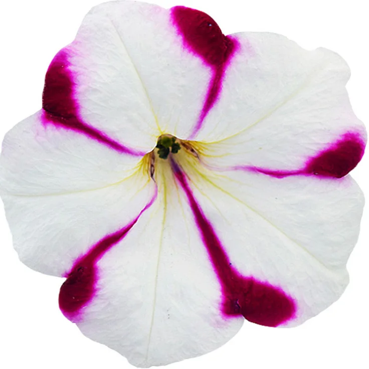 
New Garden Flower Seed Petunia Hybrida Seeds 