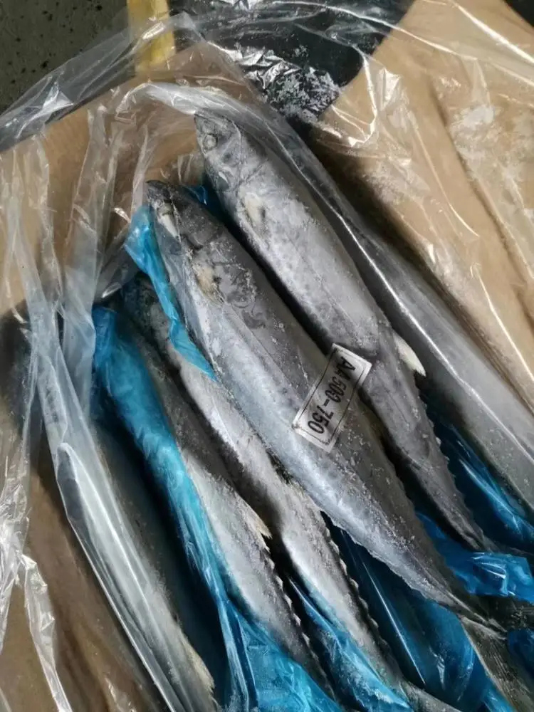 Spanish Horse Mackerel Price Fresh Catch Mackerel Fish Frozen