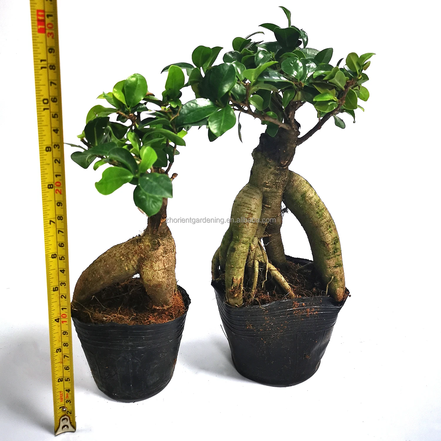 Лидер продаж, растения для дома и улицы, Фикус женьшеня, фикус, microcarpa, бонсай, 400 г