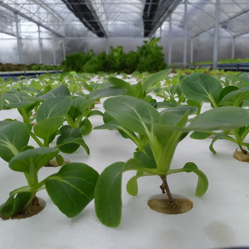 Hydroponic 120 X 60cm With 72 Holes Dwc Floating Raft Foam Board For Greenhouse Vegetable Growing