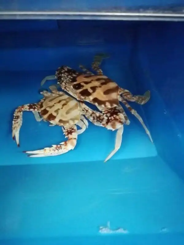 Будущая аквакультуры Крытая Вертикальная Solf оболочка PP пластиковая небольшая Мягкая оболочка краб коробка