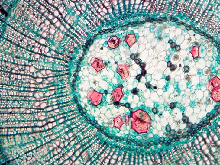 BestScope BS-2036D Plan 4x 10x 40x 100x Professional Education Biological Binocular Microscope