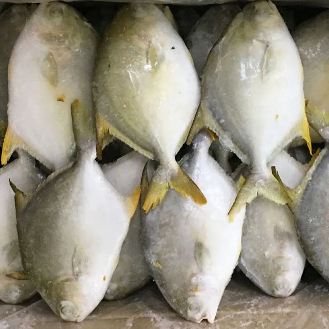 200-300 г замороженная Золотая помпано помфан рыба свежие морепродукты оптовая продажа