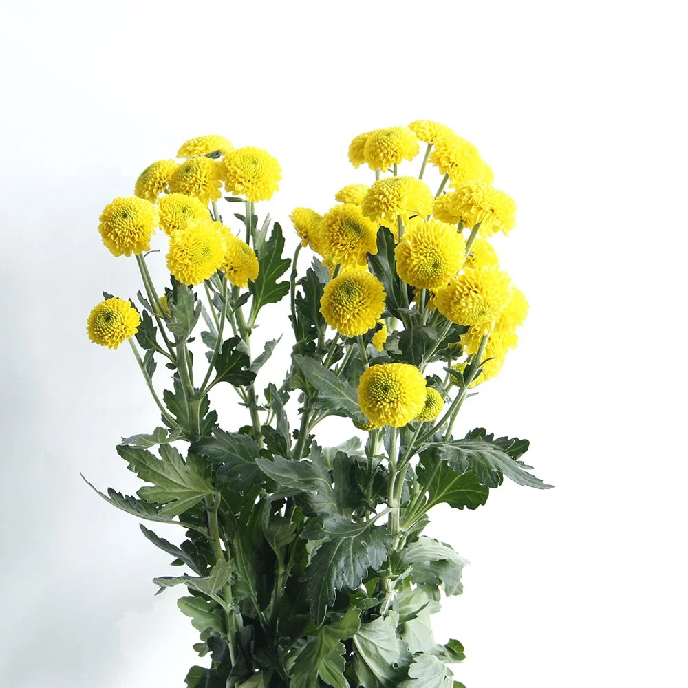 New Style Sprayed Chrysanthemums Kaku Fresh Cut Flowers Bouquet Wedding Home Decor
