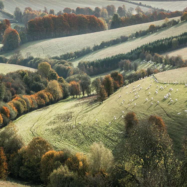 Scenery Arts and Crafts Home Wall Decor Handmade Oil Painting