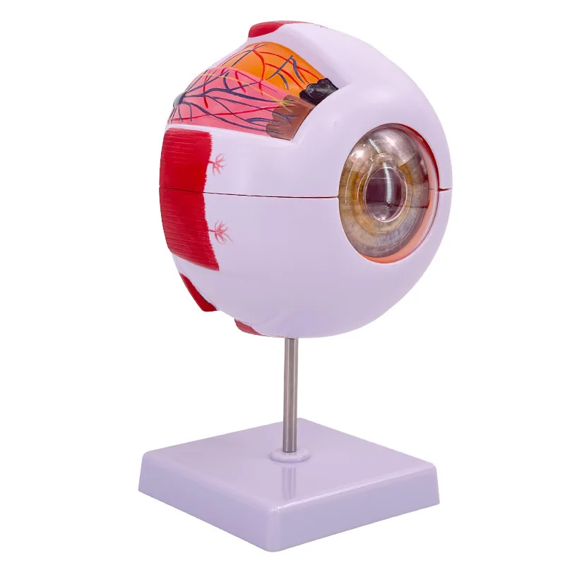 Dental Teeth Model For Dental Technician Practice Training Studyting Dentistry Typodont Models With Removable Tooth 28pcs Model