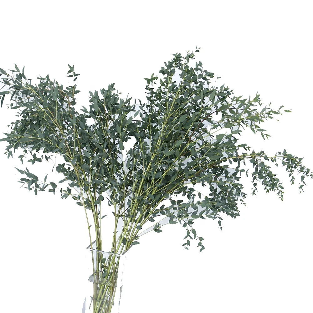 Decorative Flowers Preserved Flowers Eucalyptus Garland Preserved Willow Eucalyptus Leaves Eucalyptus For Home And Wedding