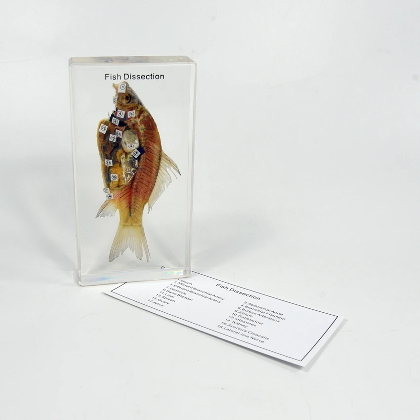 Anatomy Animal Clear Plastic Education Model Fish Dissection Resin Specimen Paperweight for School Teaching