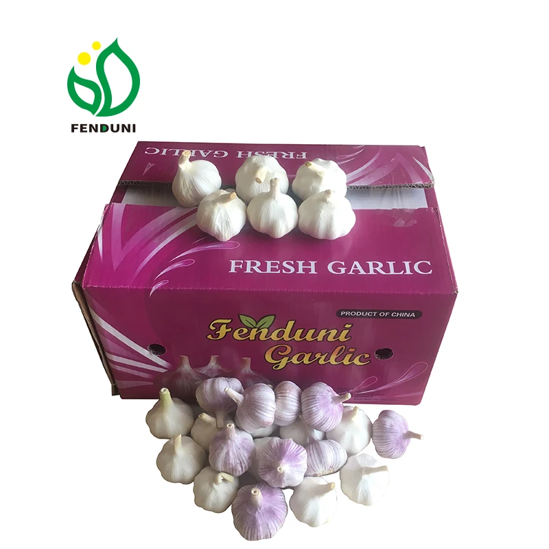 russian garlic