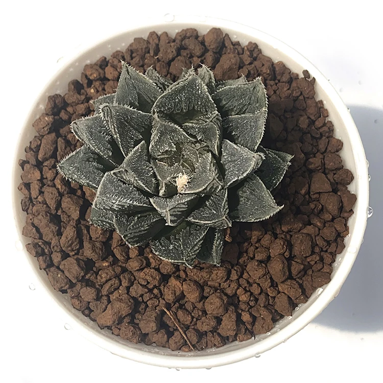 
potted natural hot sale green color succulent plants of x Sedeveria for indoor decoration 