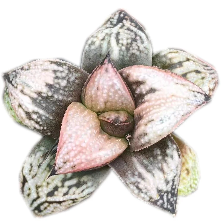 
Natural rare hotsellings Mini Succulent Haworthia Kazunomiya 