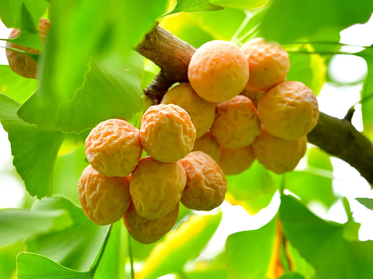 Best Price dried Quality Ginkgo Nuts For Sale wholesale