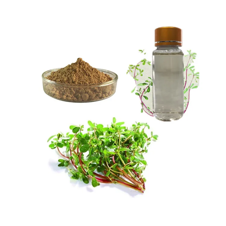 Nature Purslane seeds extract portulaca oleracea powder