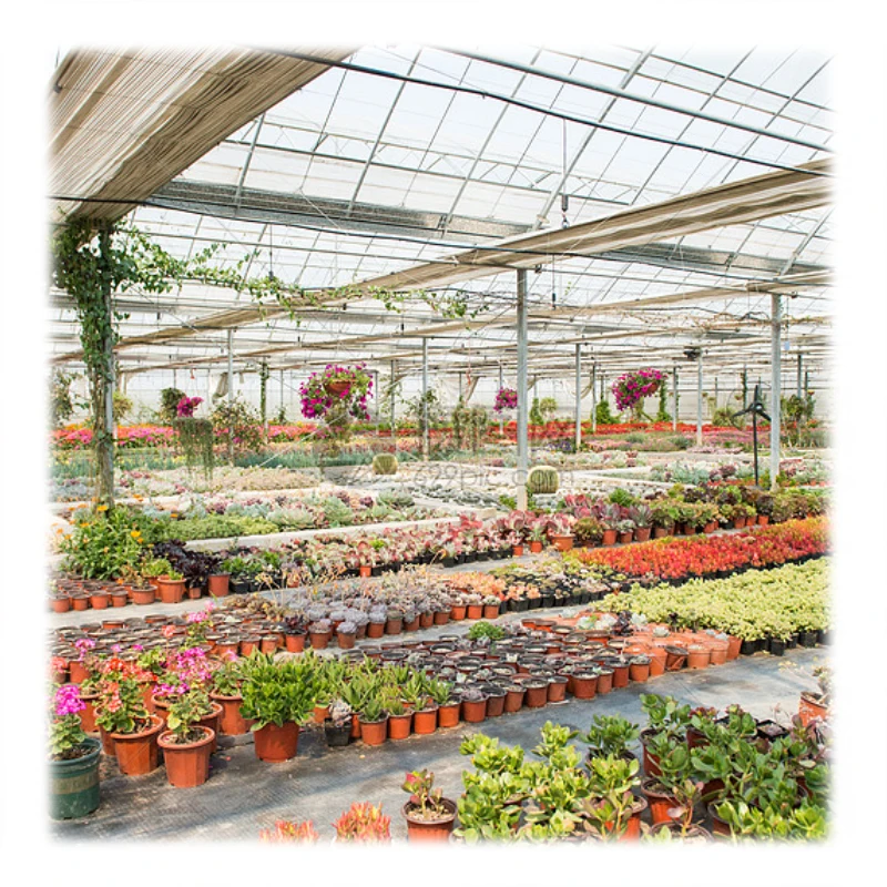 Green house agricultural large plastic film greenhouse China factory