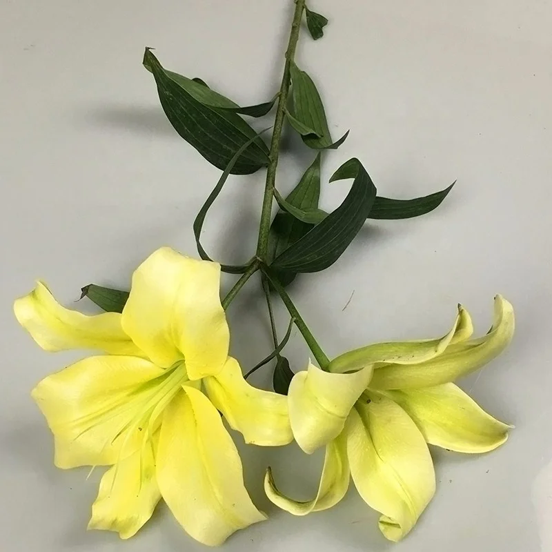 Natural Real Touch Lilium Yellow Lily For Cut Flower Wholesale