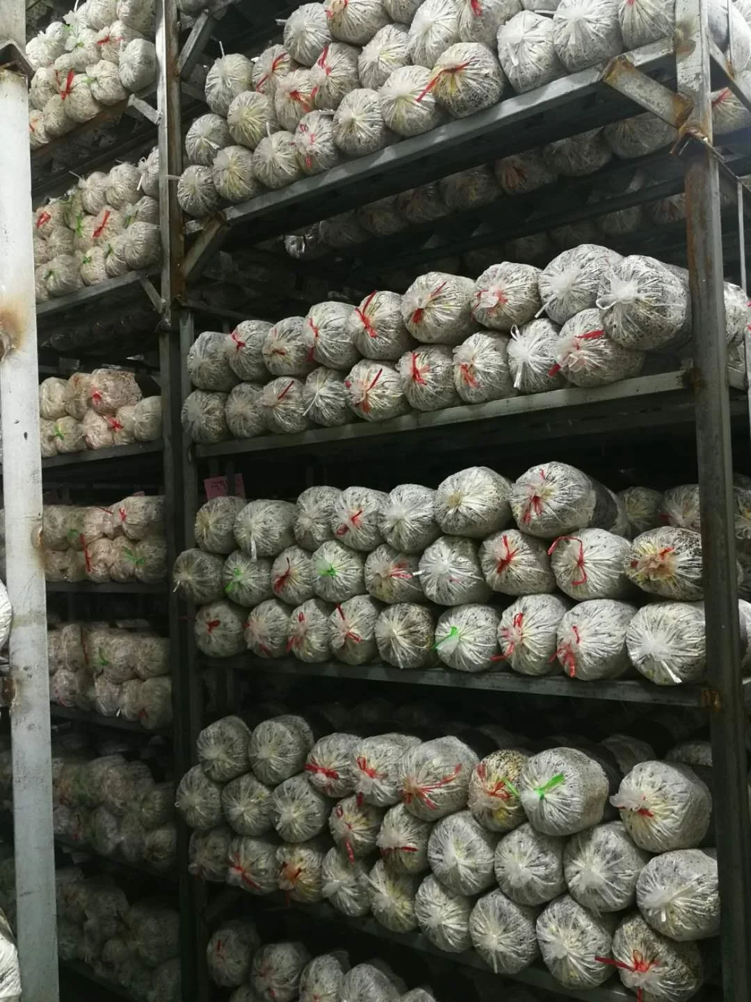 
Farm organic fruitwood grey oyster mushroom spawn logs seeds oyster mushroom sticks 