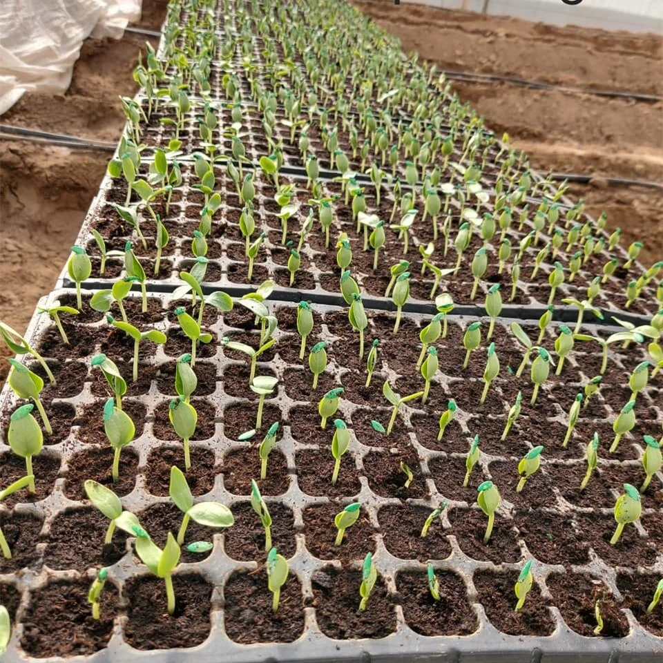 China factory strawberry seedling starting trays seedling tray kit