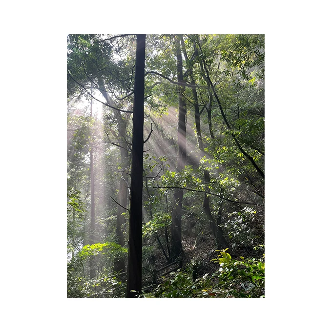 Сладкое вино саке японский комплект не похож на высокие температуры и солнечный