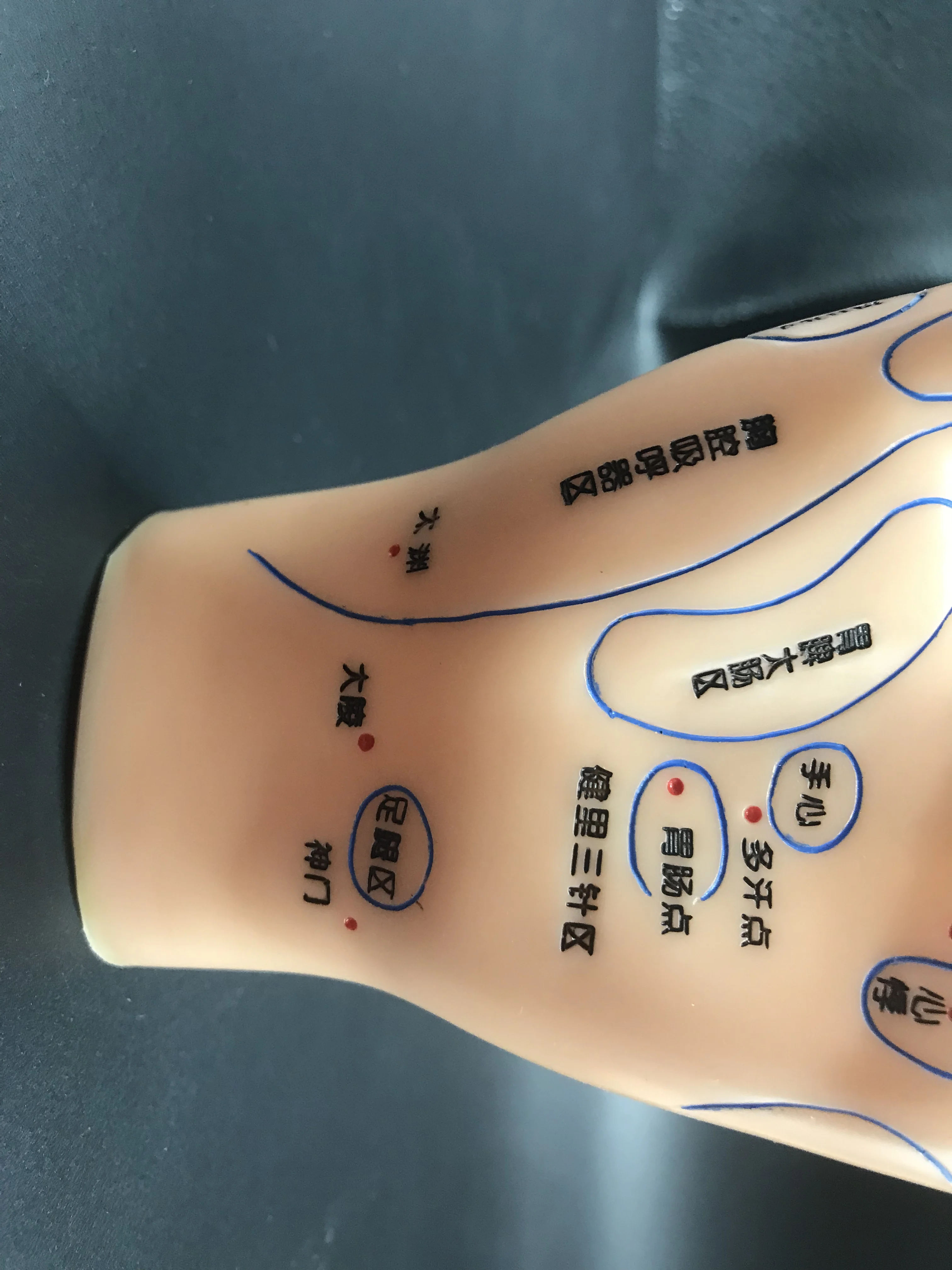 Chinese Medicine Acupuncture Massage Acupuncture  learn human Medical teaching  Hand Foot Ear Model