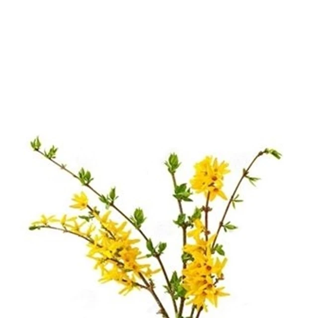  Органическое Масло Forsythia подтягивающее для приготовления