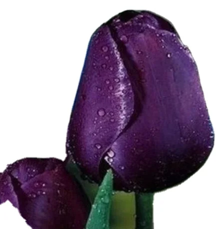 Wholesale tulip ball outdoor flower bulbs indoor fall seeds easy to live balcony potted live high tulip