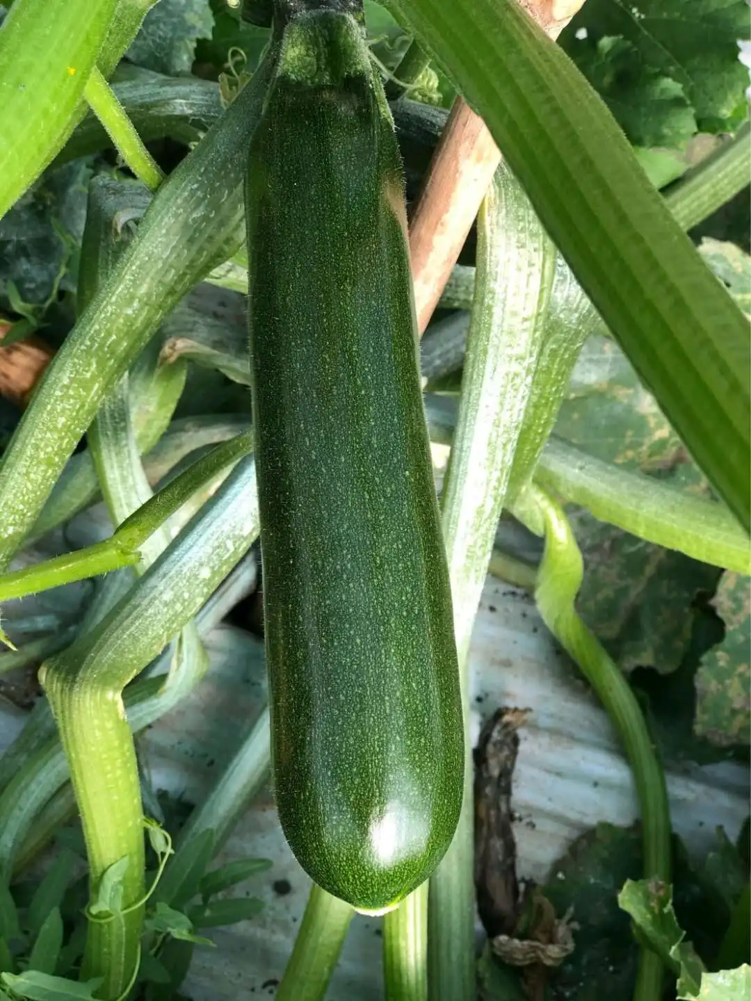 CNUS 805 F1 Hybrid F1 Dark Green Zucchini Type Squash Seeds