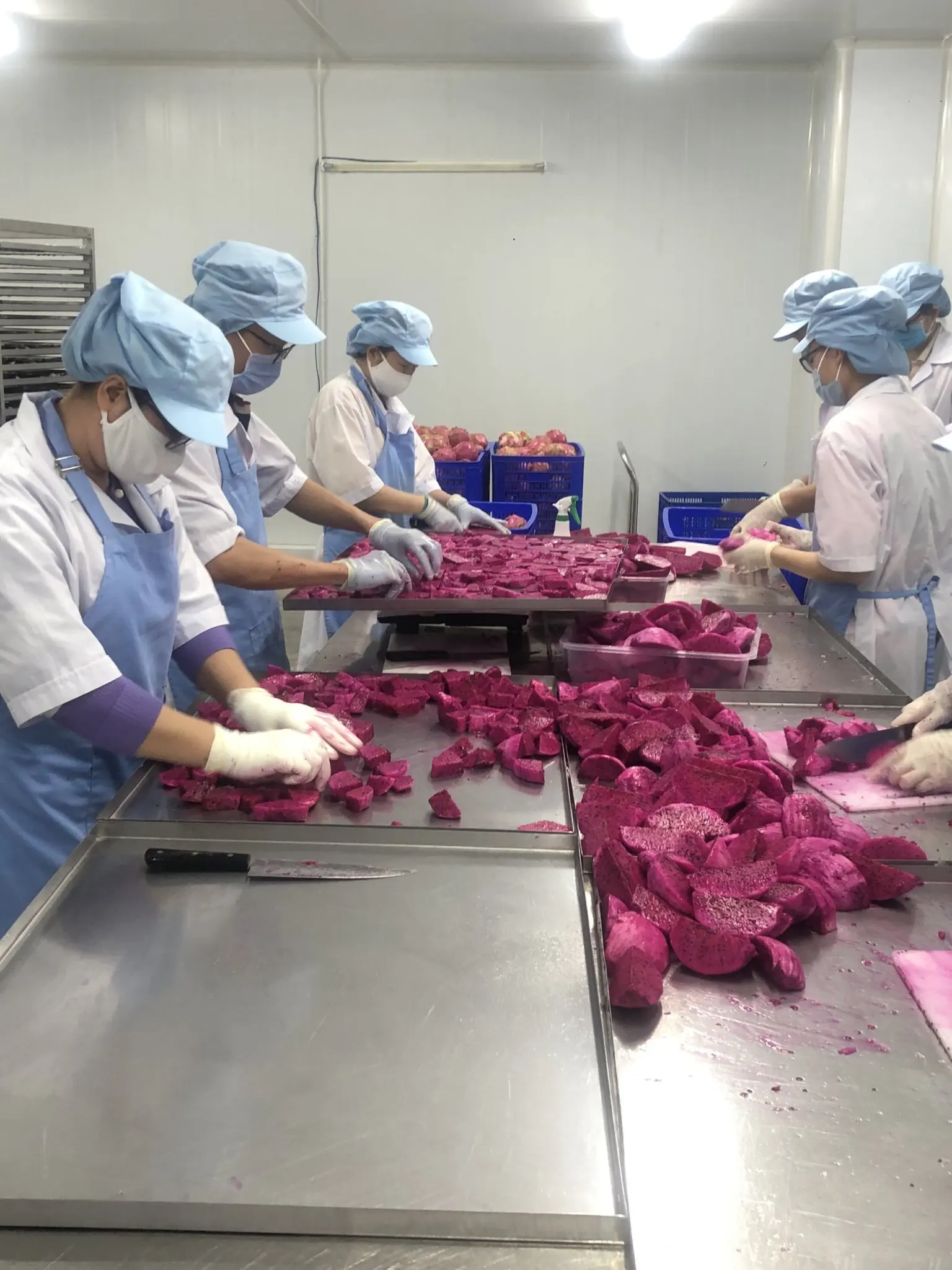 Dried dragon fruit - Good products - competitive prices in the export market in 2022