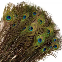 beauty peacock feather