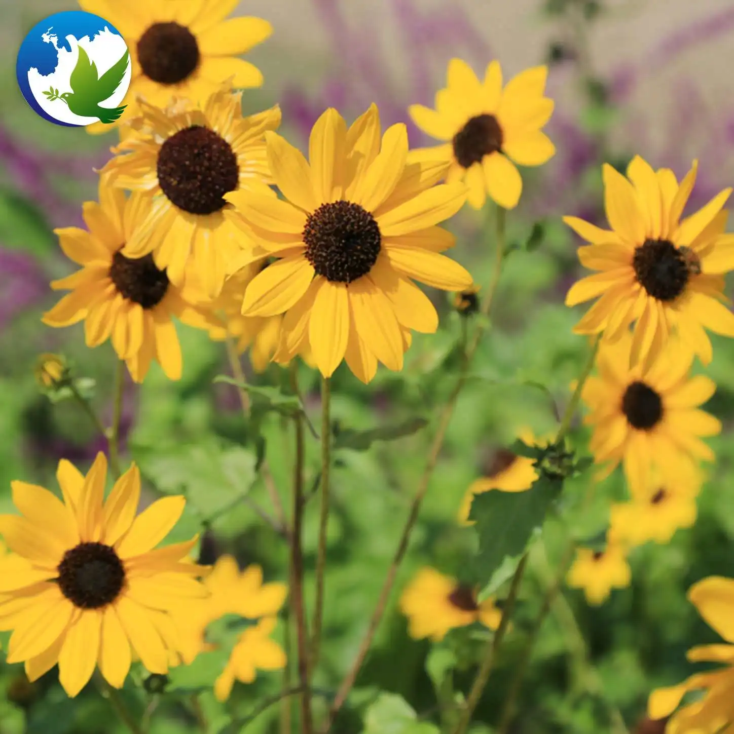 
chrysanthemum professional zinnia sun flower bulbs seeds and bulb mix lisianthus packet in bulk wild flowers plants seeds hybrid 