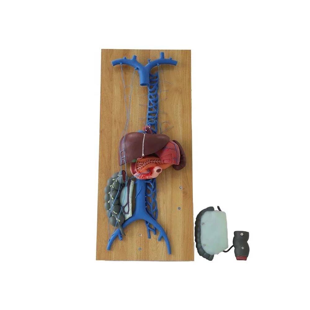 Soft Silicone Human Medical Anatomy Model Hepatic Portal Vein and Superior & Inferior Vena Cava Model