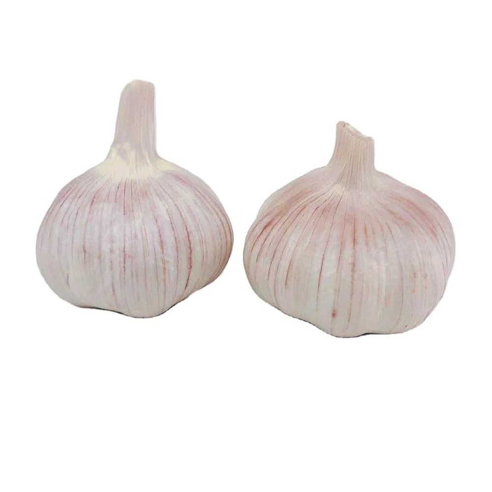 
Knoblauch knoflook czosnek Ail Aglio to fresh garlic importers China 
