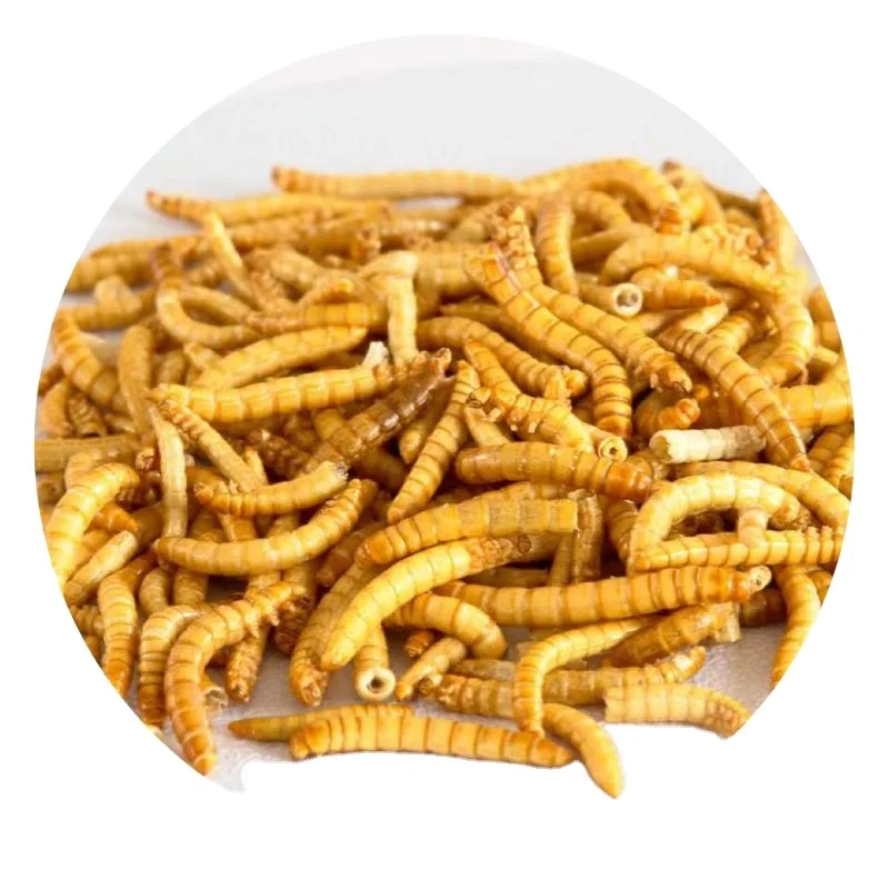 100% natural  dried yellow mealworms for high protein animal