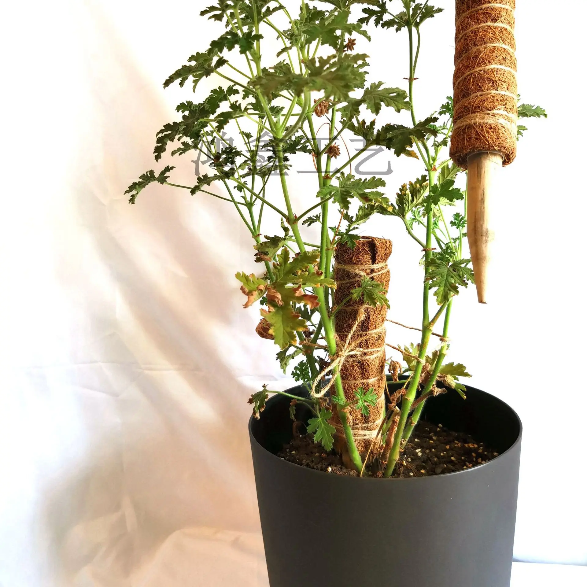 tension pole 30 40 50 cm green rose stick coconut palm stick plants climbing frame factory direct sale