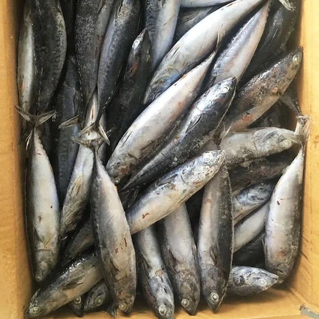 whole small size frozen bonito seafood WR tuna fish from China