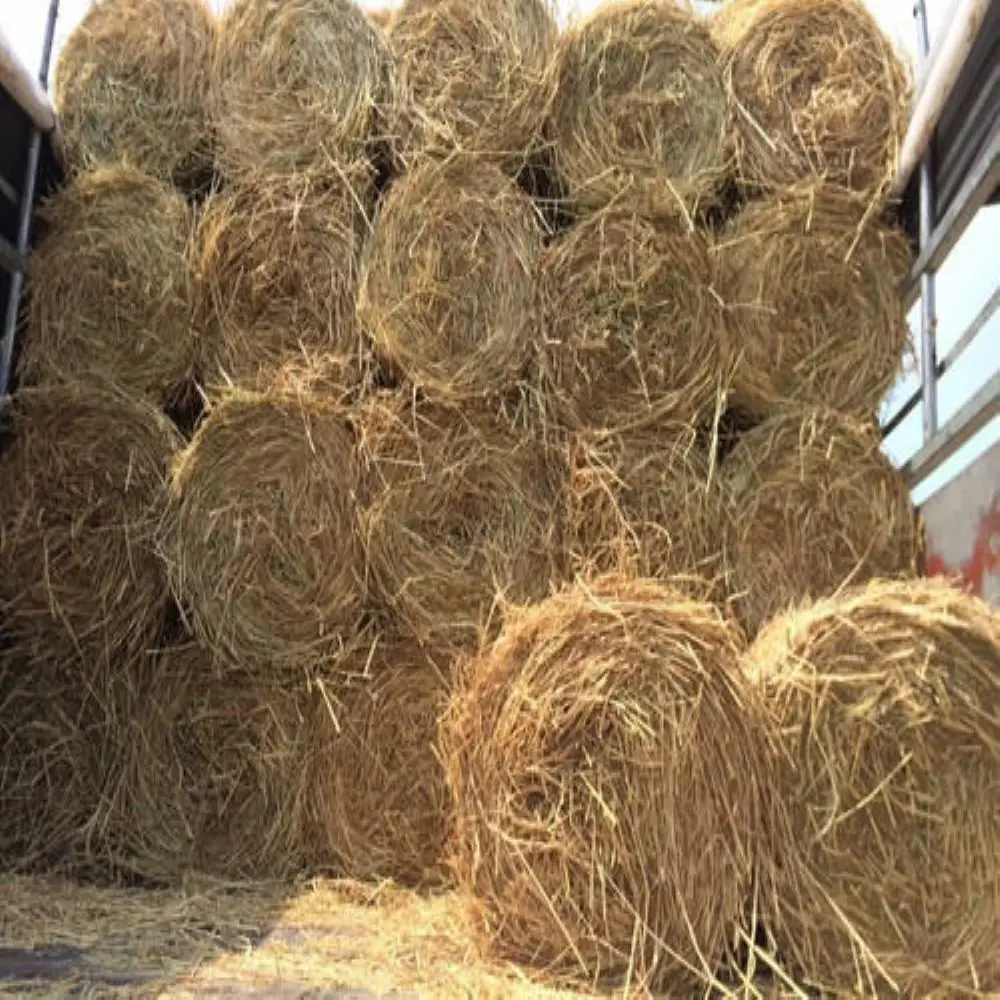 Best Quality Rice Straw Hay For Animal Forage / Bulk Quantity CFR Delivery