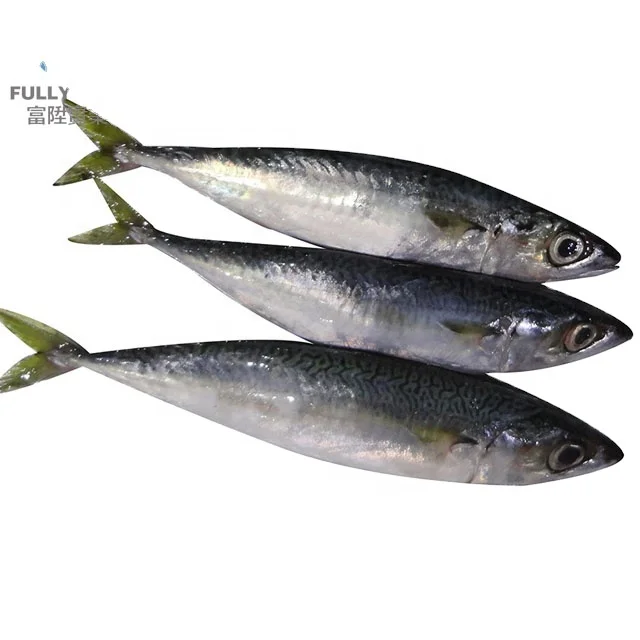 Замороженная скумбрия для Юго-Восточная скумбрия защитное покрытие для
