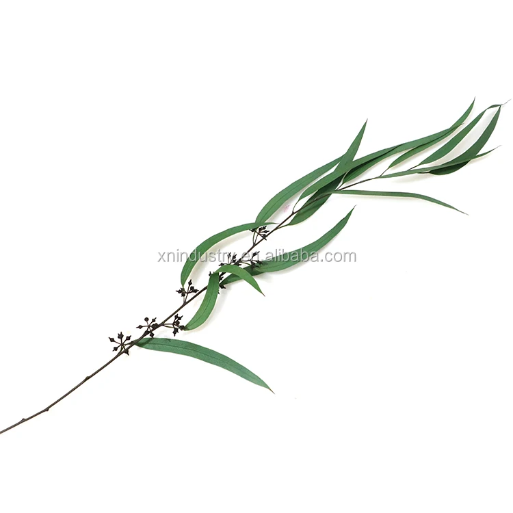 Home Indoor Decoration Leaves Rice Flower Preserved Plants Forever Eucalyptus Leaves with Cone