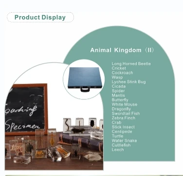 Different Animal Specimen Display Acrylic Educational Toy Block Animal Kingdom (II) Kits for Children