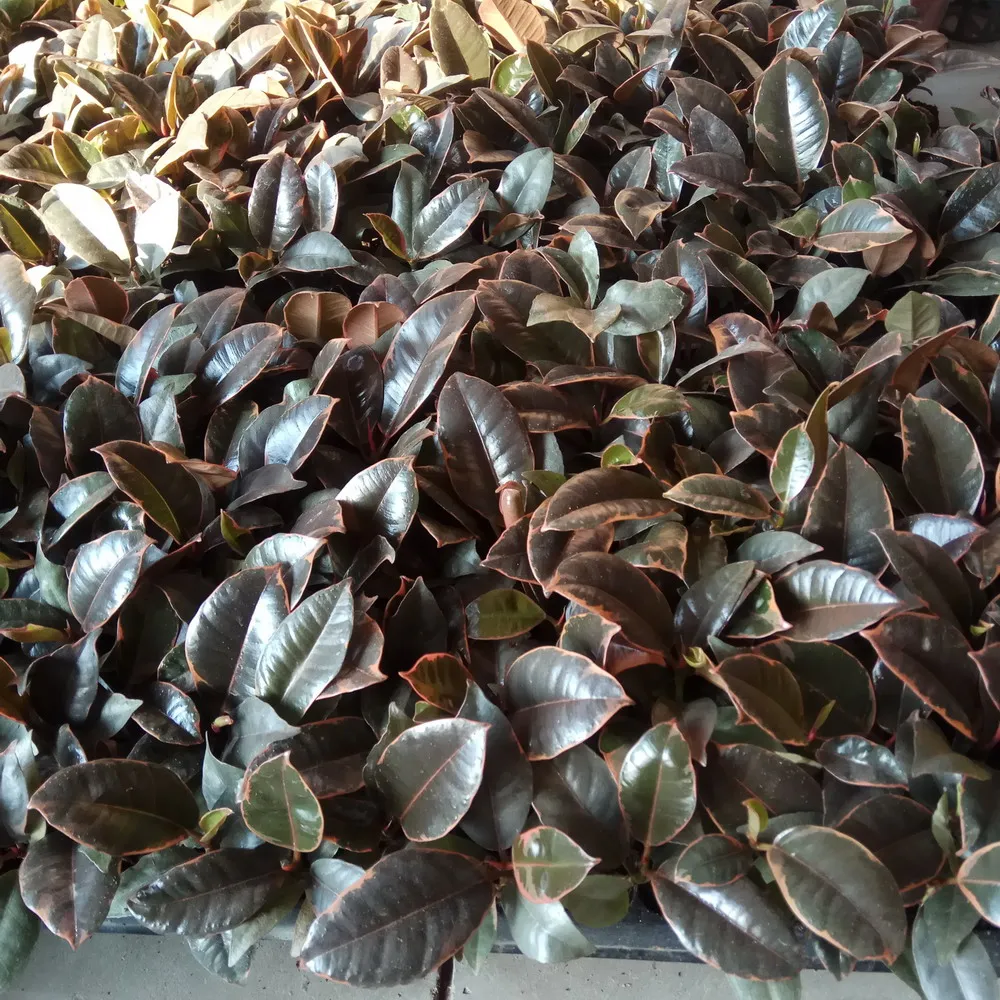 Ficus elastica, Indian rubber tree decoration indoor bonsai Plants