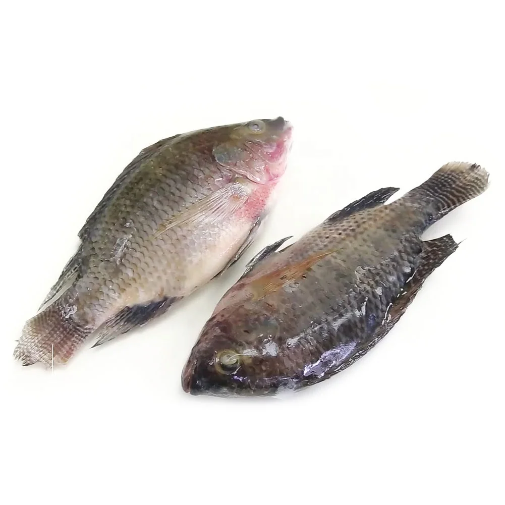 Africa food frozen fresh tilapia 10kg/ctn wholesale price  acultura tilapia