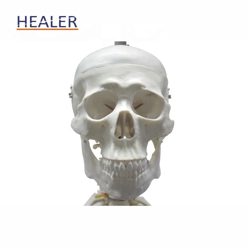 170cm/180cm human plastic skeleton anatomical model, advanced detachable bone model