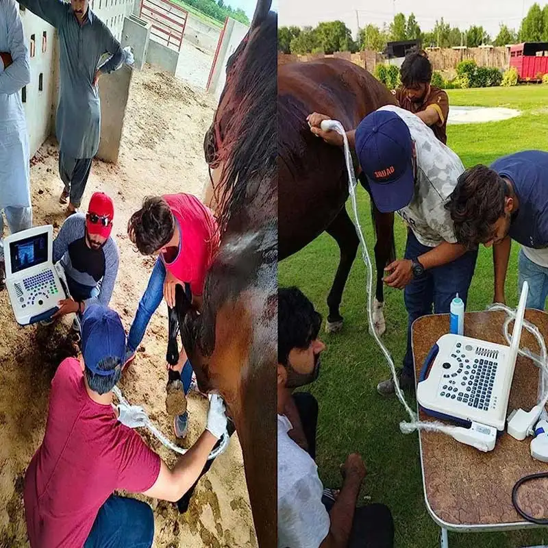 Dawei MU10 Portable Ultrasound machine for cow/horse /pig/sheep pregnancy