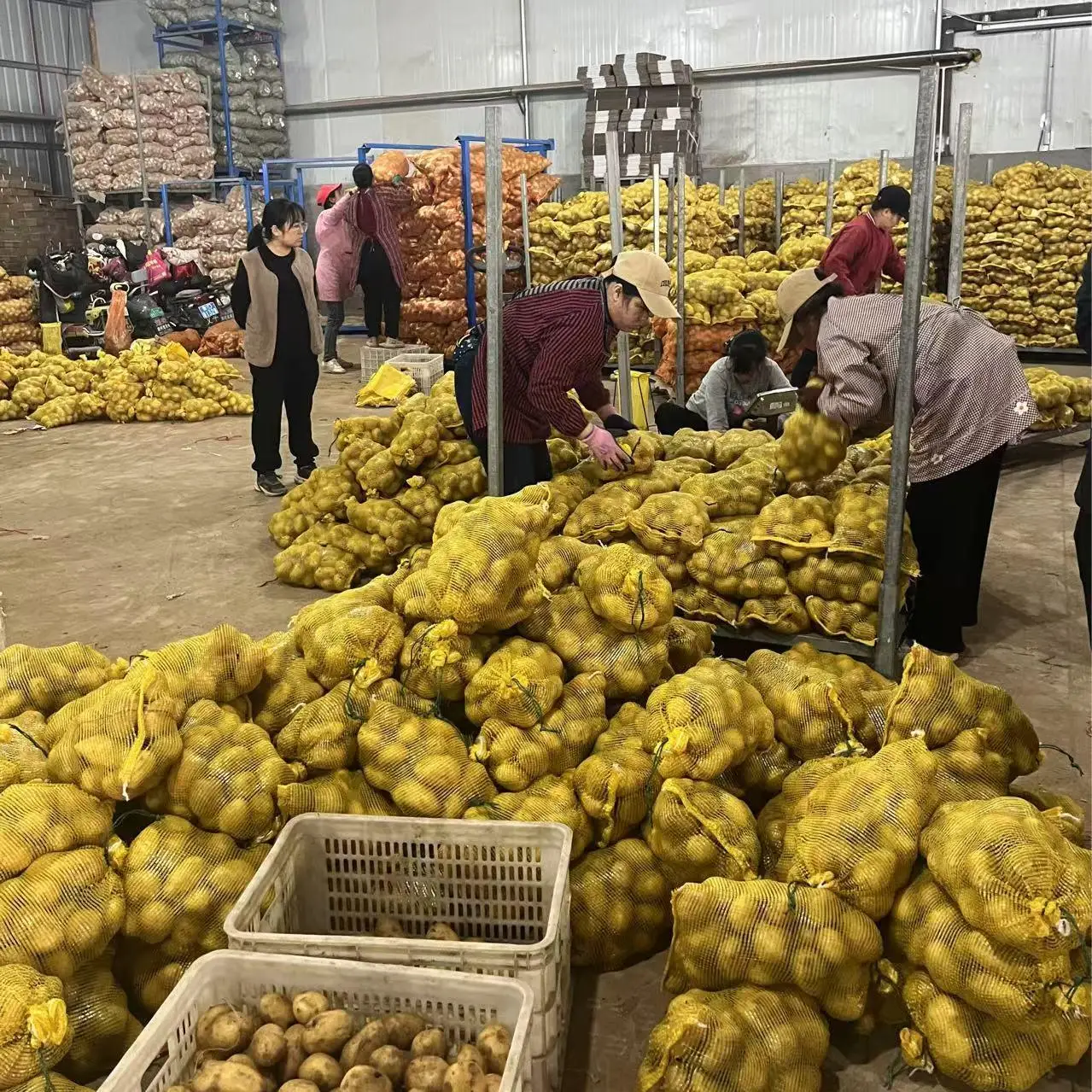 Поставка из Китая свежий овощной картофель Голландии низкая цена Прямая продажа с завода органический хорошего качества