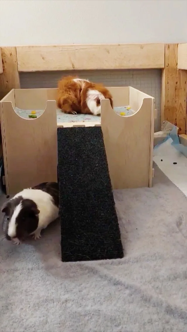 Large Guinea Pig Wooden Hideout Guinea Pig Bedding waterproof Pee pad Untreated Wood Guinea Pig House