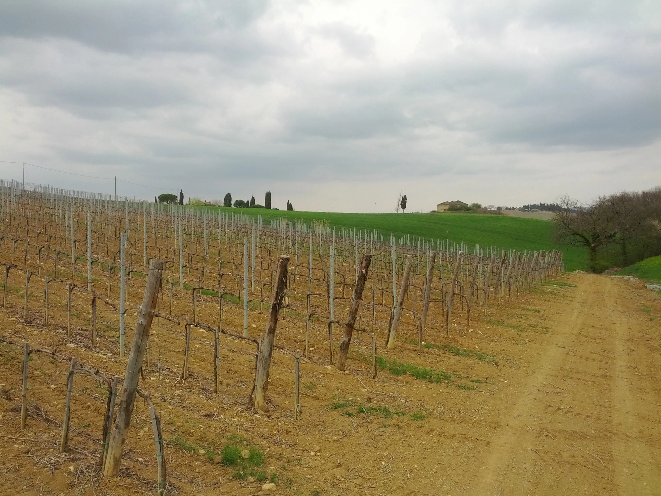 Высокое качество, итальянский 13,5% напиток, роскошное красное вино, отличный вкус, Винтаж, для продажи