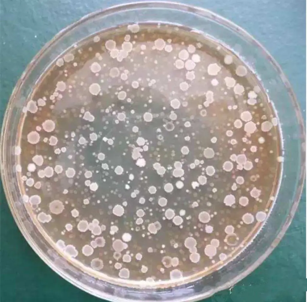 Bacillus amyloliquefaciens
